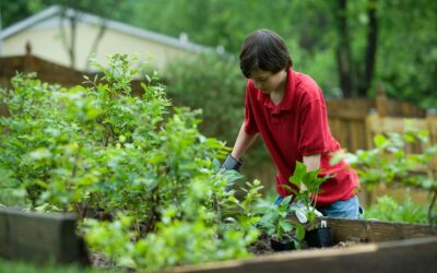 Tipos de abonos naturales para plantas y cuándo utilizarlos