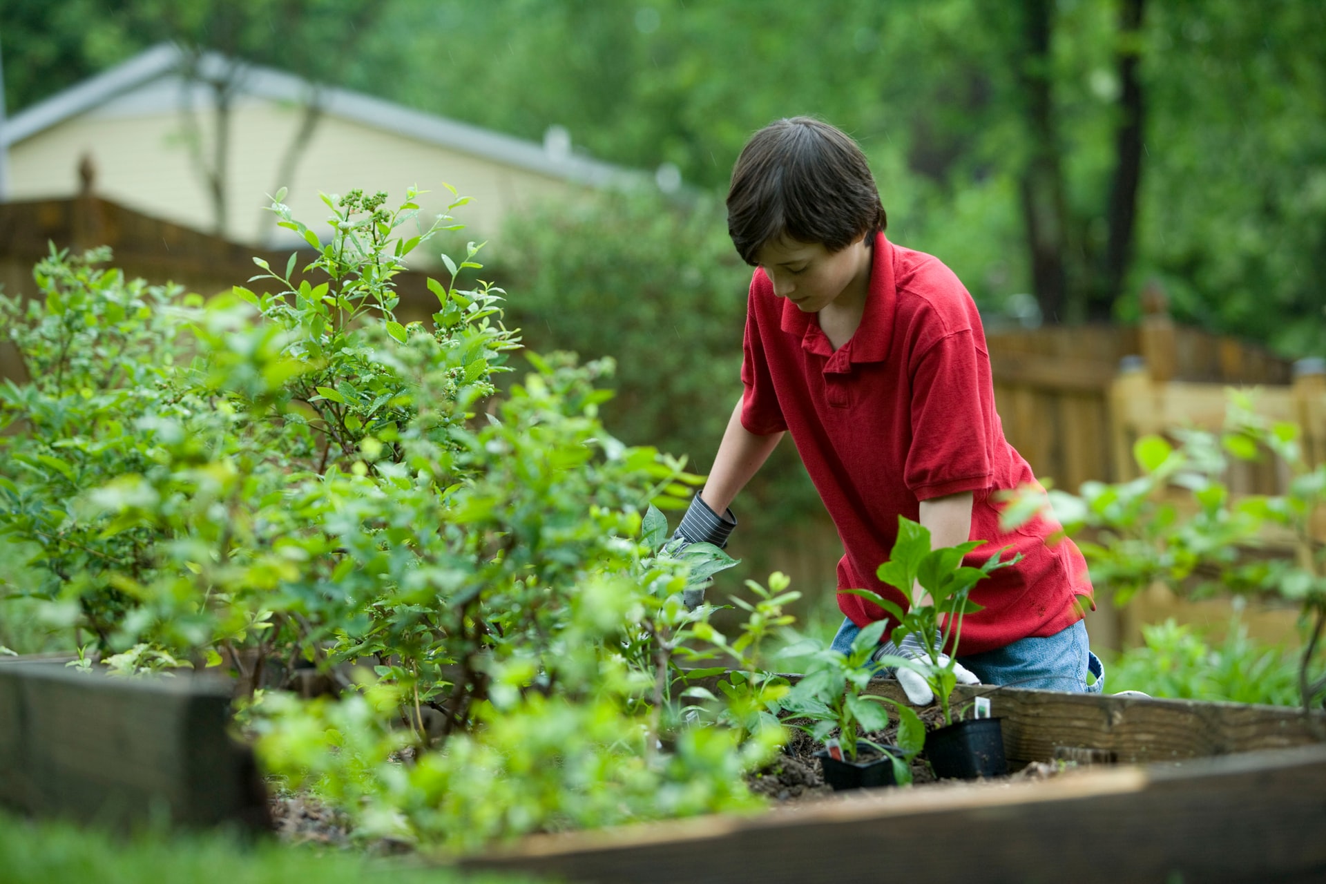 Tipos de abonos naturales para plantas y cuándo utilizarlos