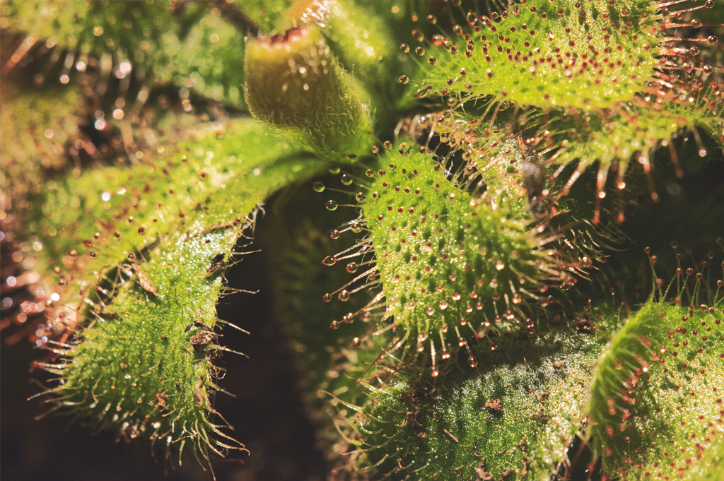 Tipos de plantas carnívoras